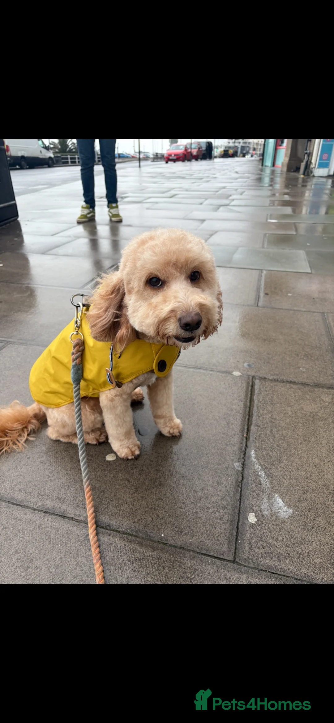 Cockapoo dogs for sale: Re homing  - Advert 1