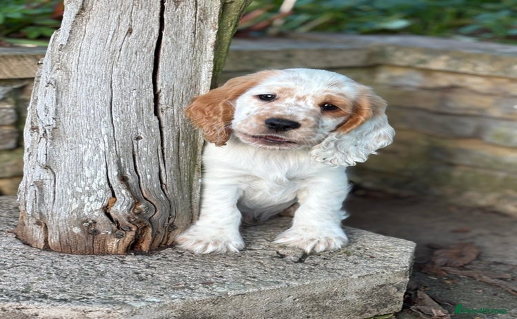 Cocker Spaniel dogs - Advert 9