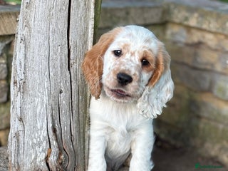 Cocker Spaniel dogs - Advert 17