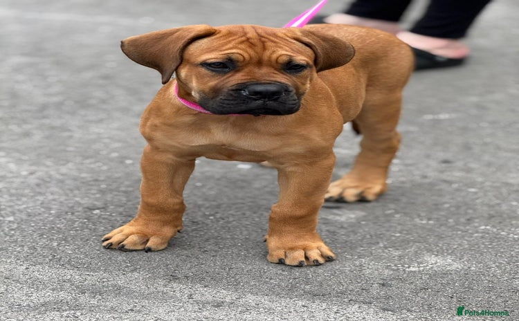 Mixed Breed dogs - Advert 4