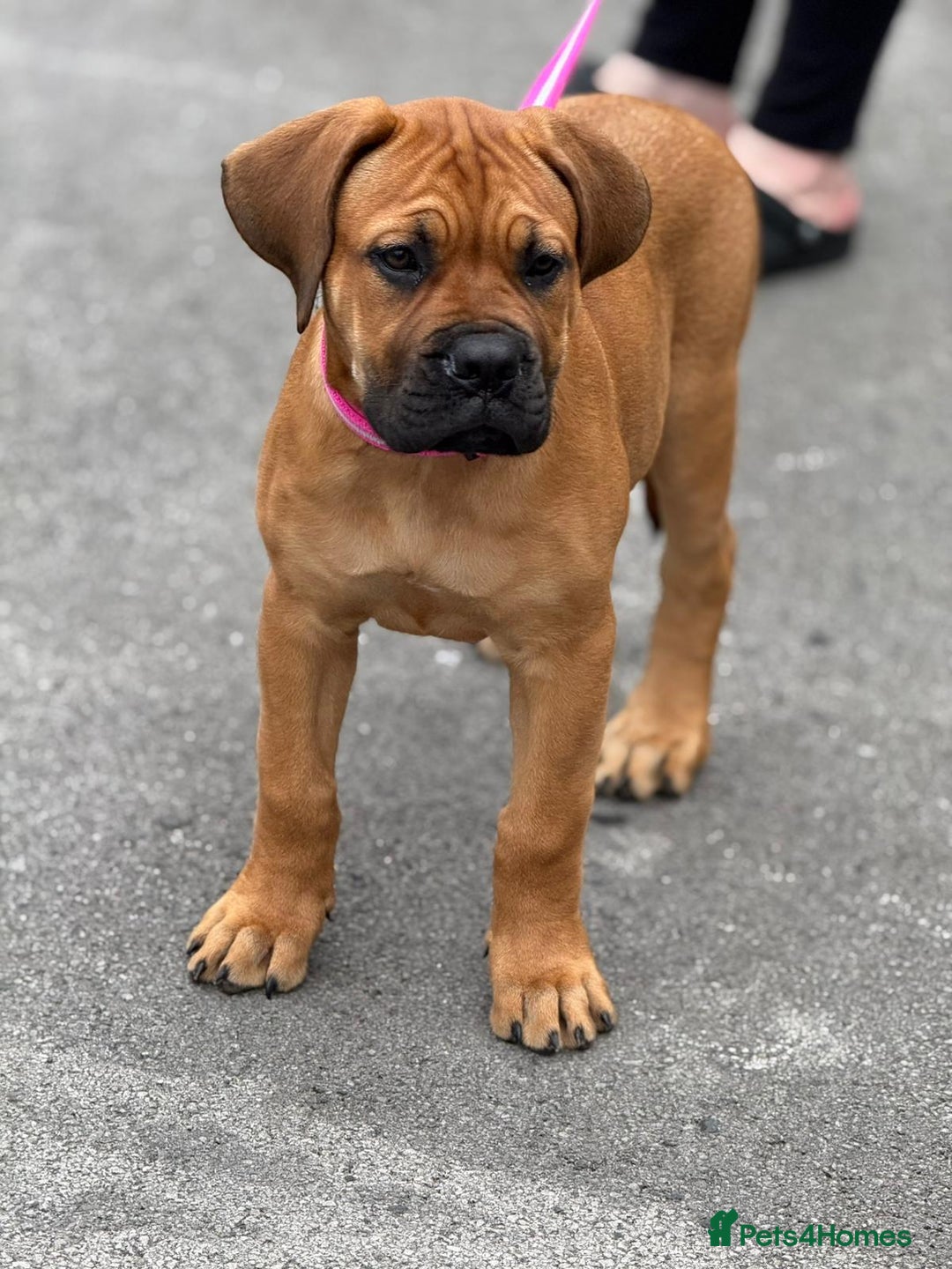 Mixed Breed dogs for sale: Aubrey is a 13 week old ddb x mastiff - Image 1