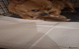 Mixed Breed dogs for sale: 1 male  - Image 2