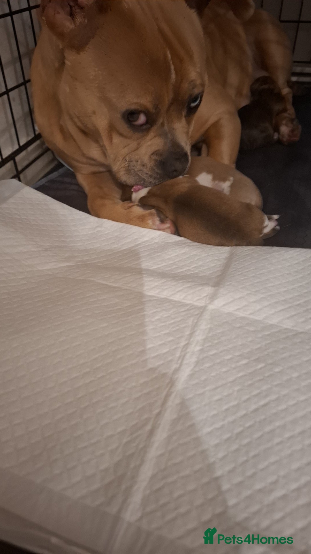 Mixed Breed dogs for sale: 1 male  - Image 2