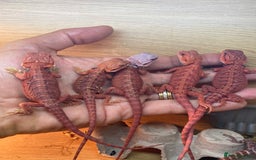 Bearded Dragon reptiles for sale: Baby high red morph bearded dragons  - Image 4