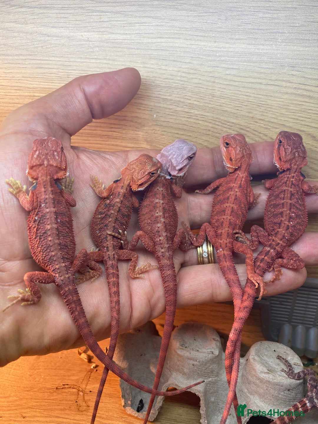 Bearded Dragon reptiles for sale: Baby high red morph bearded dragons  - Image 4
