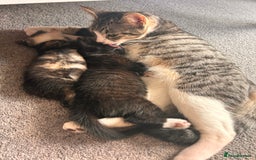 Domestic Shorthair cats for sale: Two kittens  - Image 5
