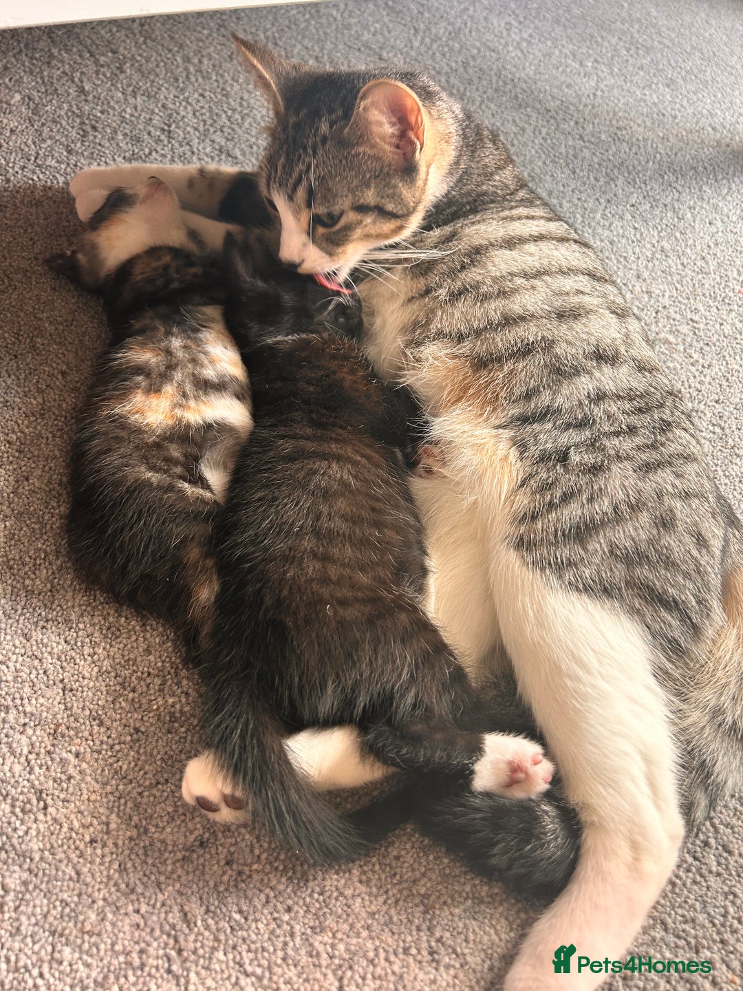 Domestic Shorthair cats for sale: Two kittens  - Image 5