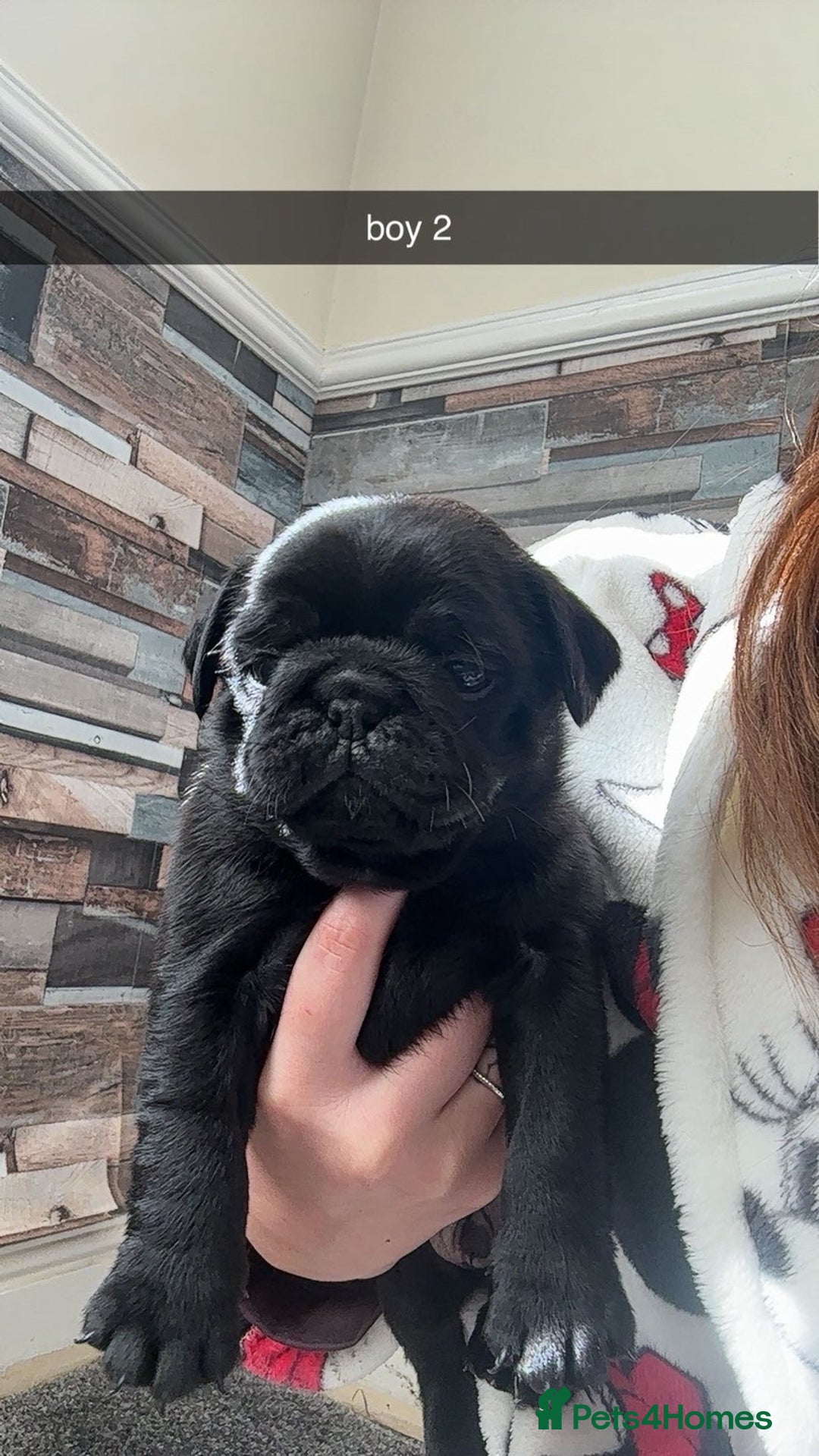 Pug dogs for sale: 2 male black pugs - Image 3