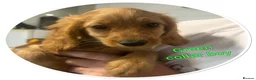 Cockapoo dogs for sale: 3 playful  F1  cockapoo boys ready to leave - Advert 13