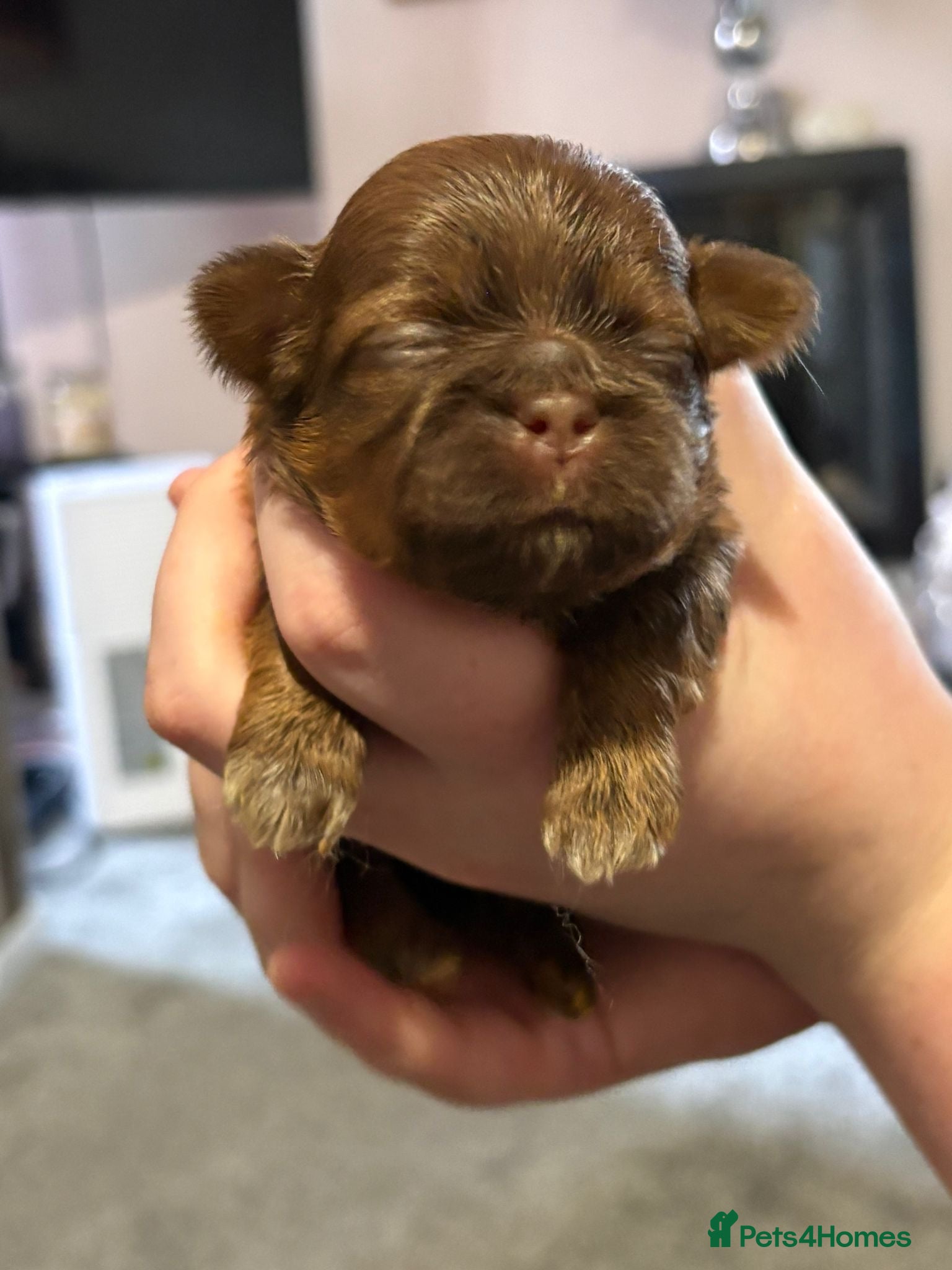 Shih Tzu dogs Liver Kennel Club Health Tested - Advert 2