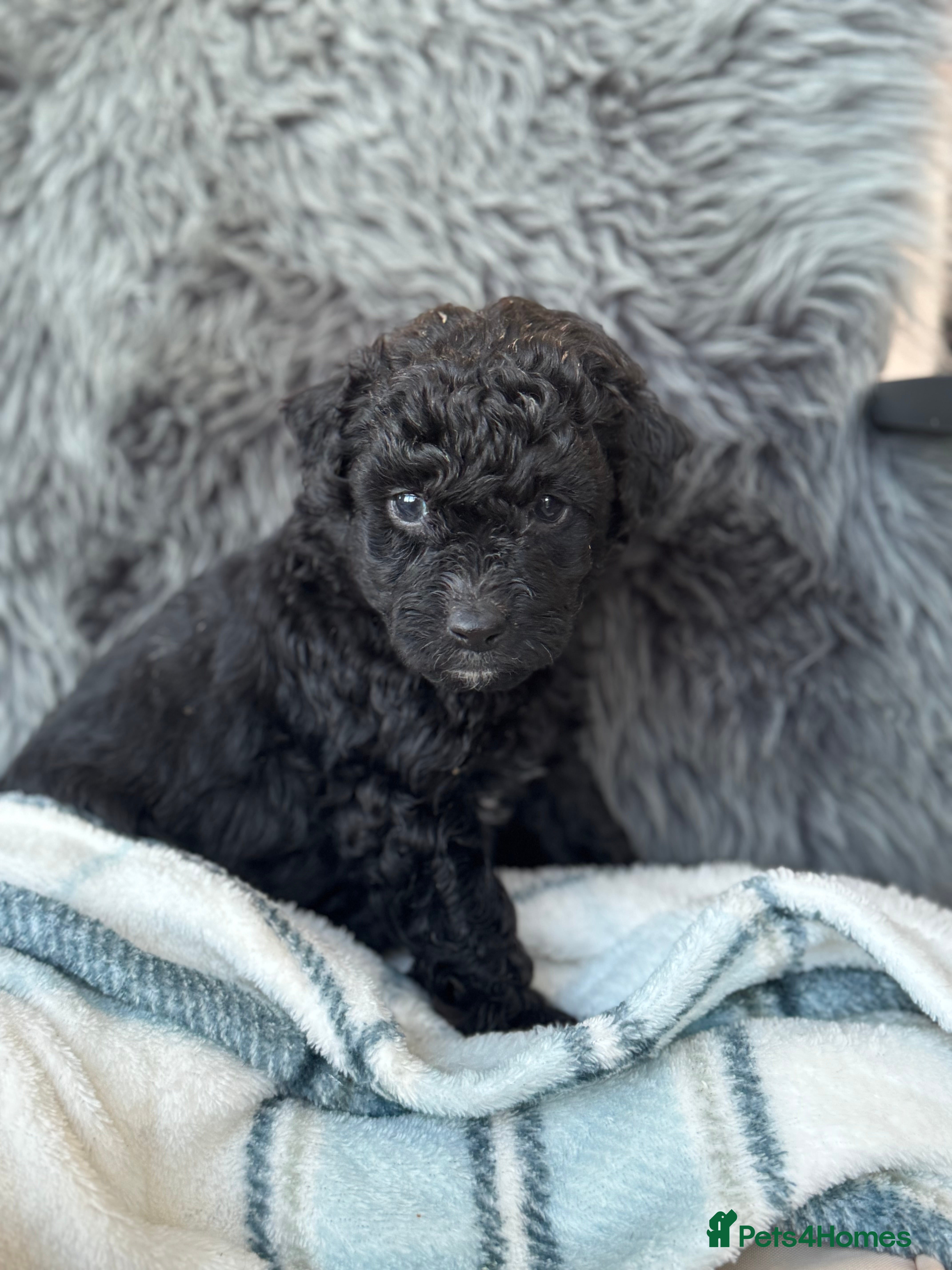 Aussiedoodle dogs 2 LEFT!! Miniature Aussiedoodle Puppies ⭐️ - Advert 17