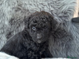 Aussiedoodle dogs 2 LEFT!! Miniature Aussiedoodle Puppies ⭐️ - Advert 17