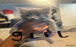 Mixed Breed cats for sale: Kittens  - Image 3