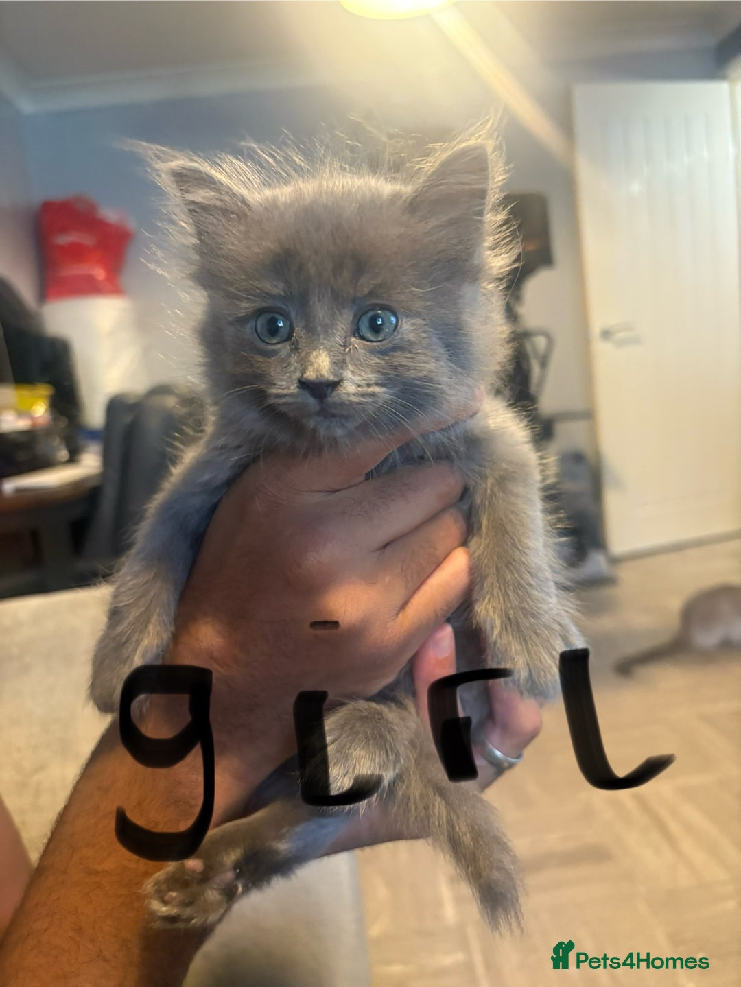 Mixed Breed cats for sale: Kittens  - Image 3