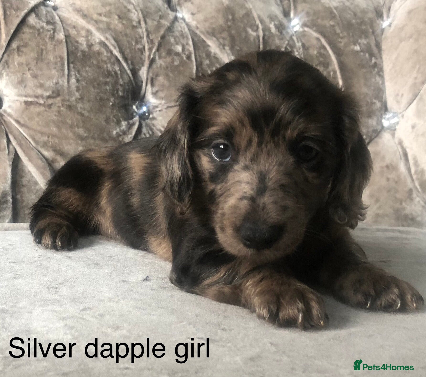 Miniature Dachshund dogs Miniature long haired dachshund puppies - Advert 17