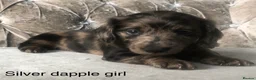Miniature Dachshund dogs for sale: Miniature long haired dachshund puppies - Advert 14