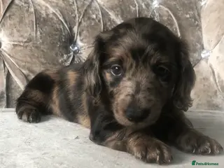Miniature Dachshund dogs Miniature long haired dachshund puppies - Advert 17
