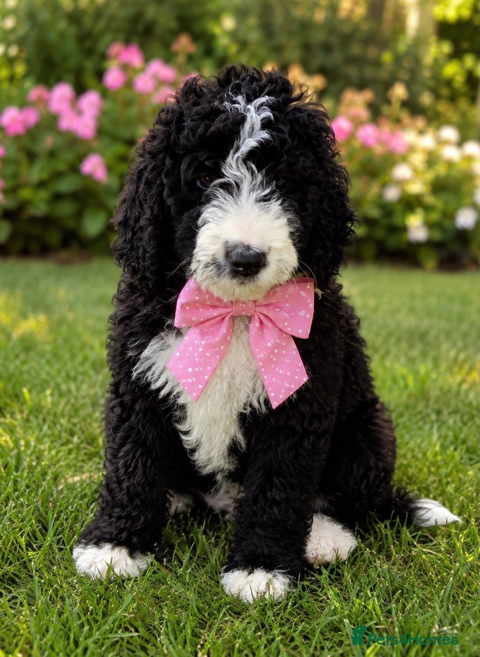 Bernedoodle dogs READY NOW..AMAZING BERNEDOODLE PUPPIES - Advert 3