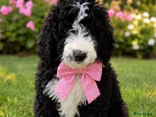 Bernedoodle dogs READY NOW..AMAZING BERNEDOODLE PUPPIES - Advert 3