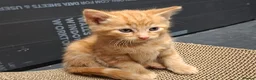 Mixed Breed cats for sale: 4 beautiful kittens for sale - Advert 4
