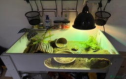 Tortoise reptiles for sale: Horsefield tortoise and full setup  - Image 1