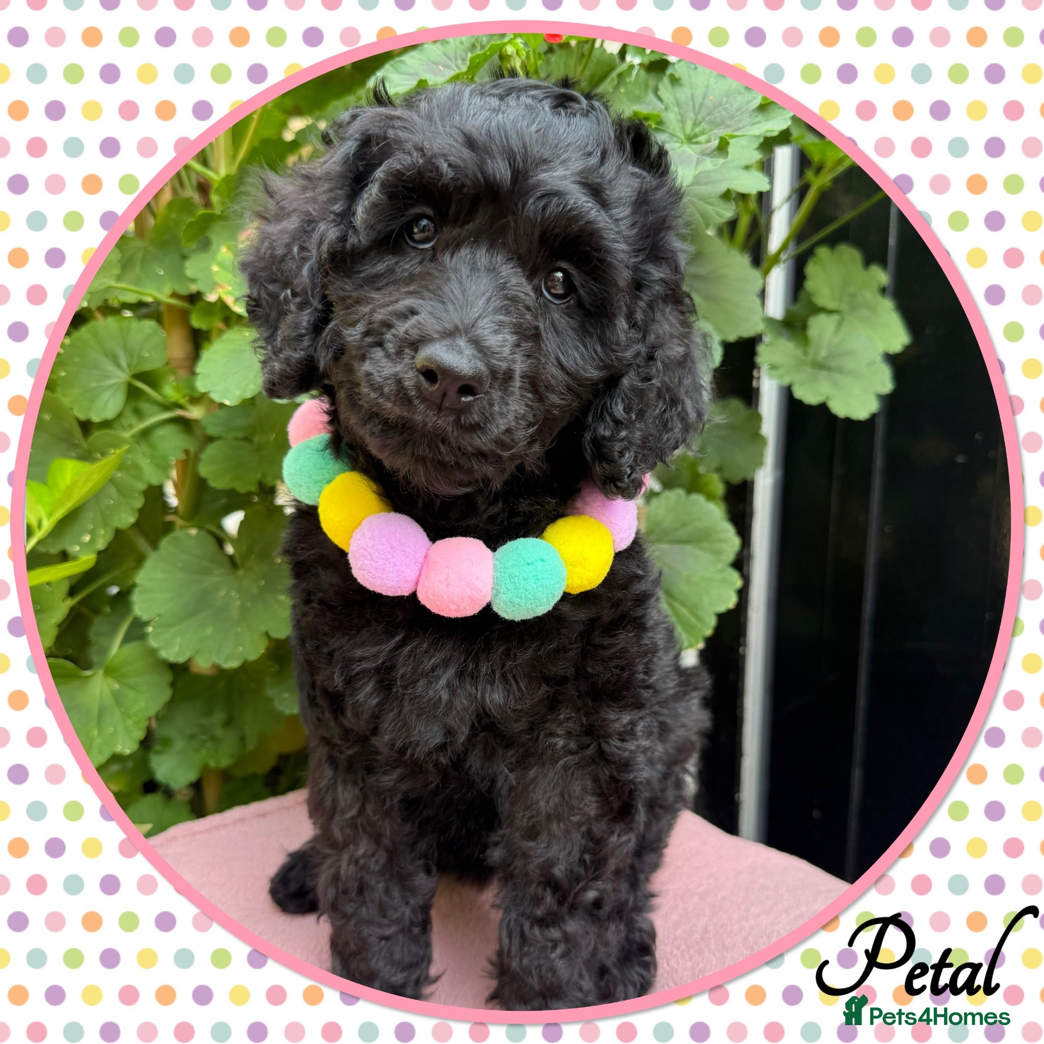Labradoodle dogs 💐CAN STAY FOR HOLIDAYS💐RARE OPPORTUNITY💐 - Advert 1