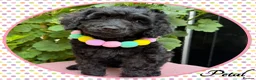 Labradoodle dogs for sale: 🌸🌈THE HARD WORK IS DONE🌸🌈RARE OPPORTUNITY - Advert 6