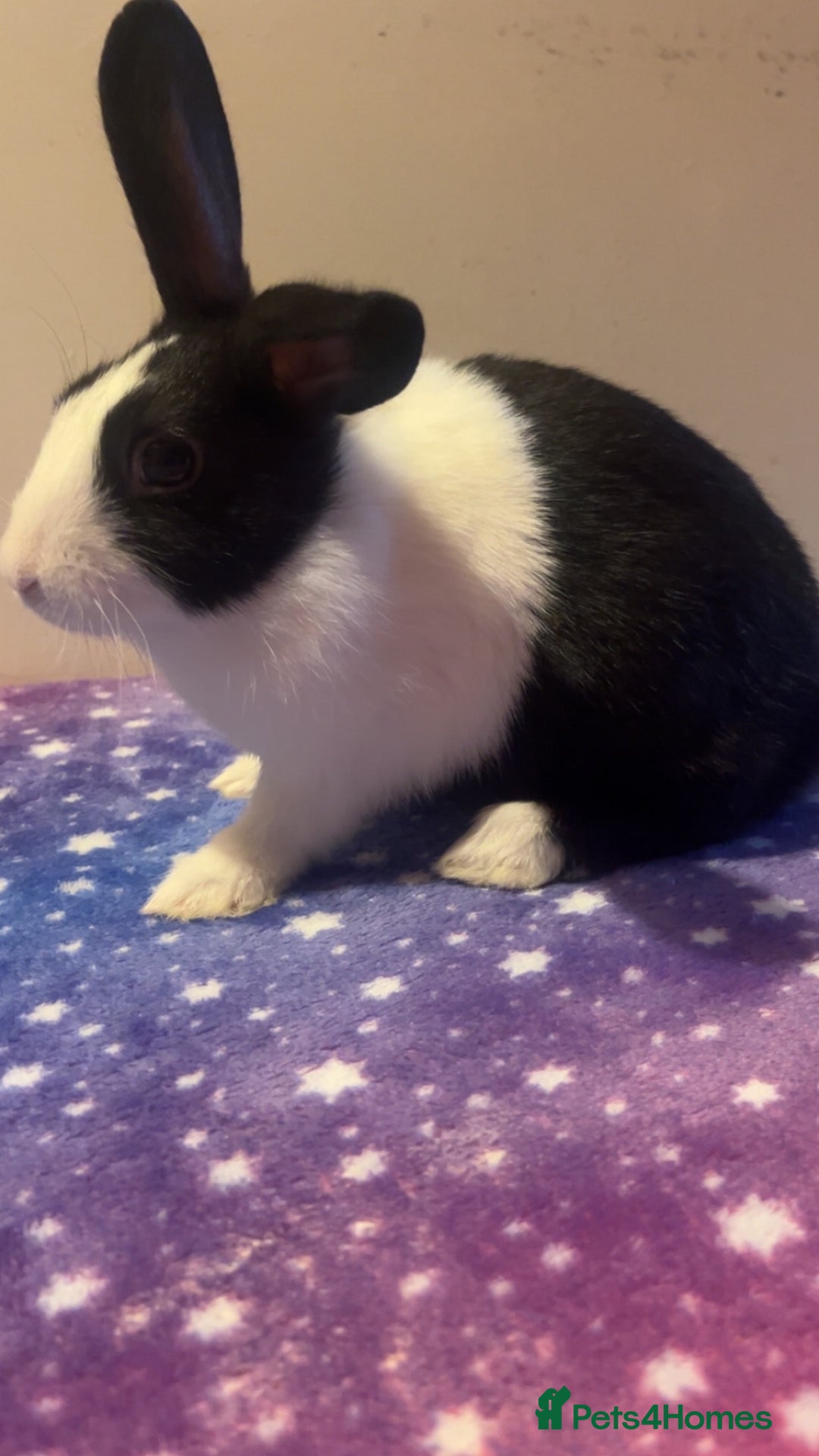 Dutch rabbits for sale: ‼️4 pure bred Dutches ready soon‼️ - Advert 10