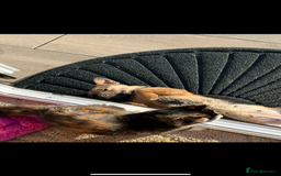 Mixed Breed cats for sale: Beautiful cat for adoption - Advert 3