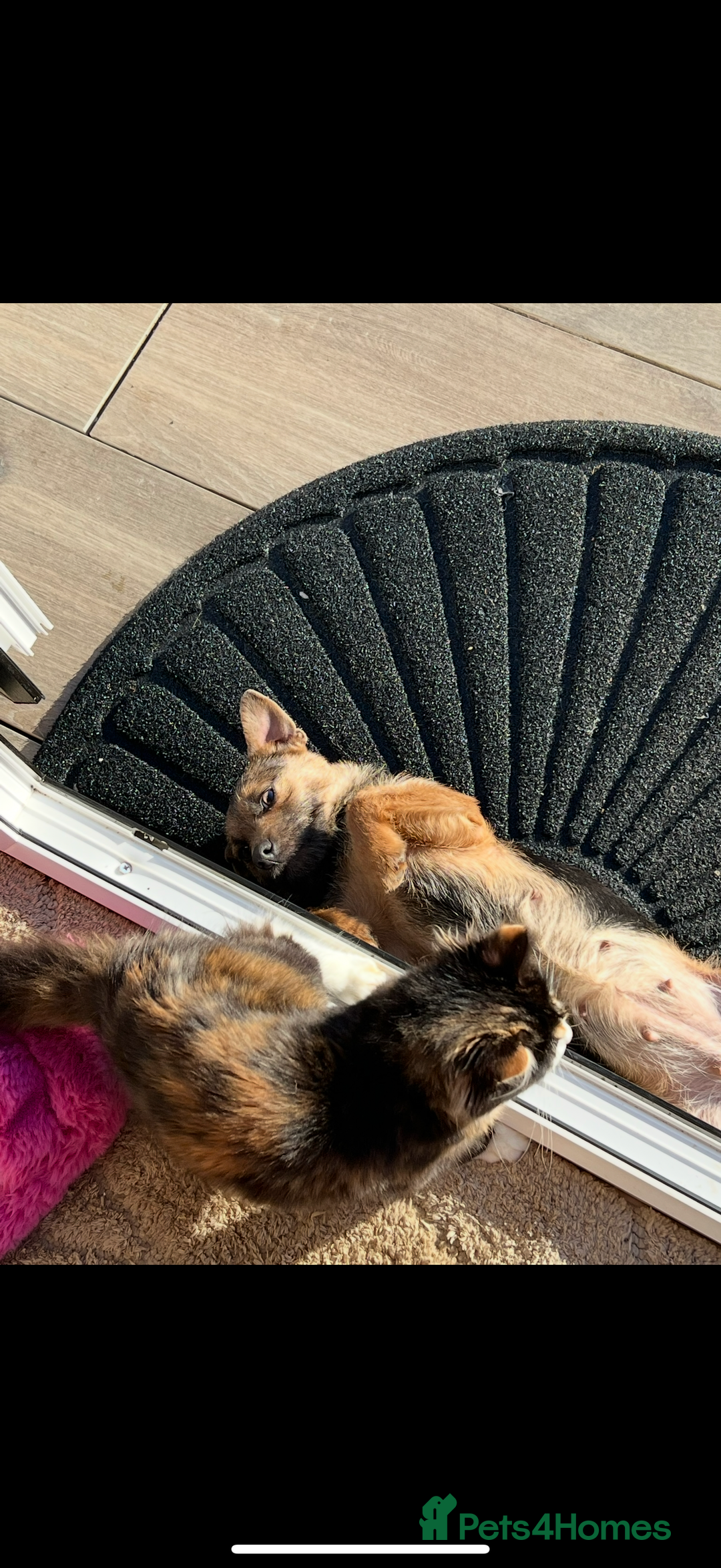 Mixed Breed cats for sale: Beautiful cat for adoption - Advert 3