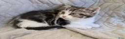 British Shorthair cats for sale: British Shorthair Teddy Bear Kittens For Sale! - Advert 11