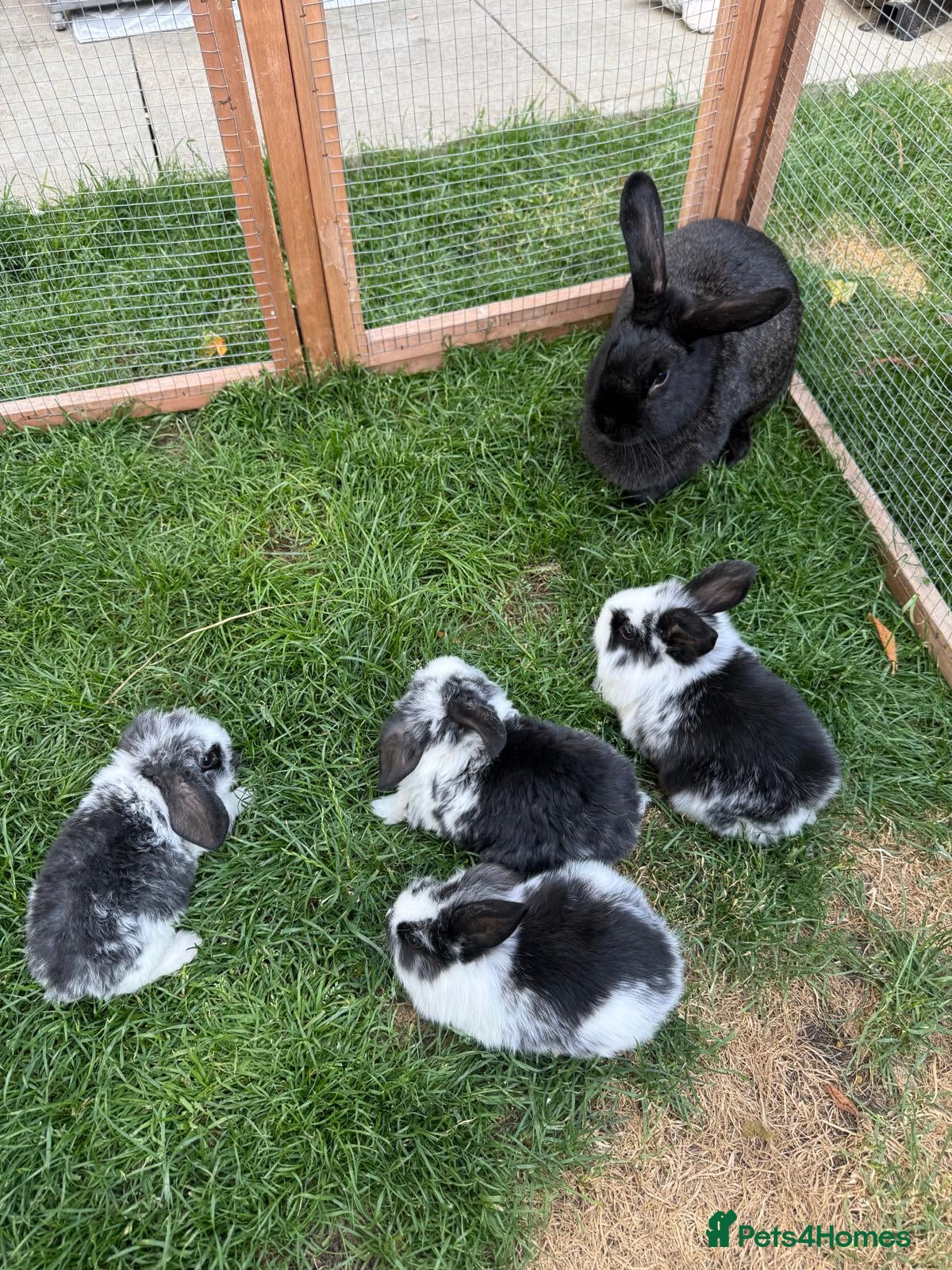 Mini Lop rabbits 4 adorable mini lops for sale  - Advert 1