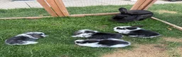 Mini Lop rabbits for sale: 4 adorable mini lops for sale  - Advert 1