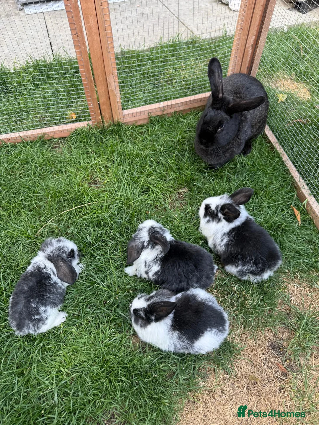 Mini Lop rabbits for sale: 4 adorable mini lops for sale  - Advert 1