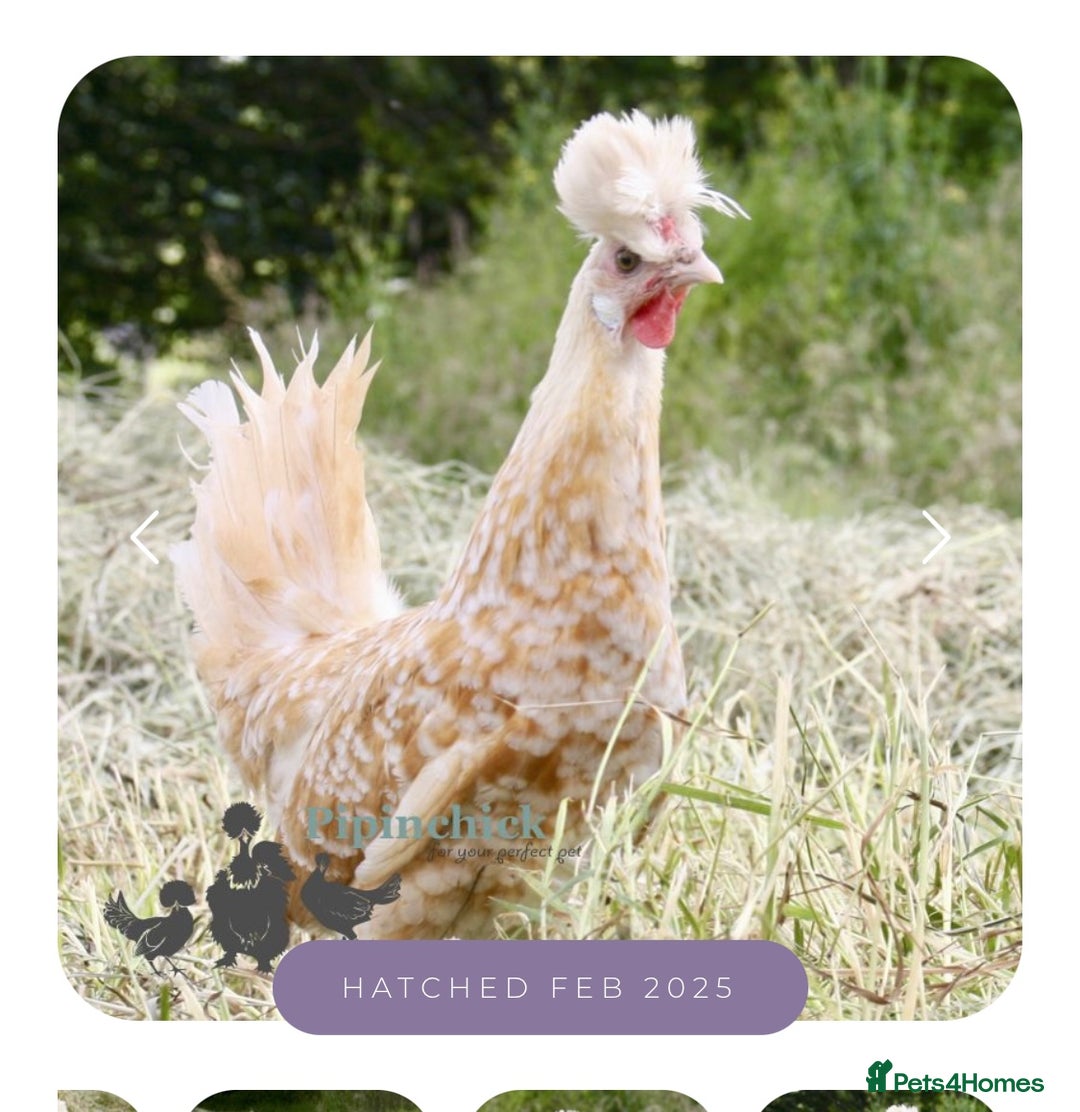 Chickens poultry for sale: Job lot chicken set up including 9 chickens - Image 7