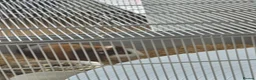 Guinea Pig rodents for sale: Quinea pigs for sale in Dudley - Advert 2