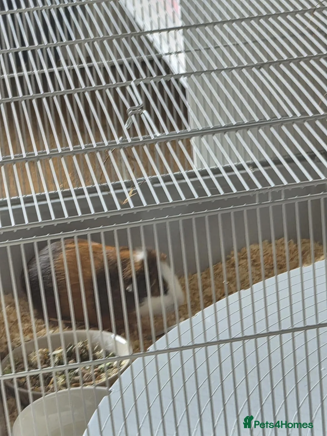 Guinea Pig rodents for sale: Quinea pigs for sale in Dudley - Advert 2