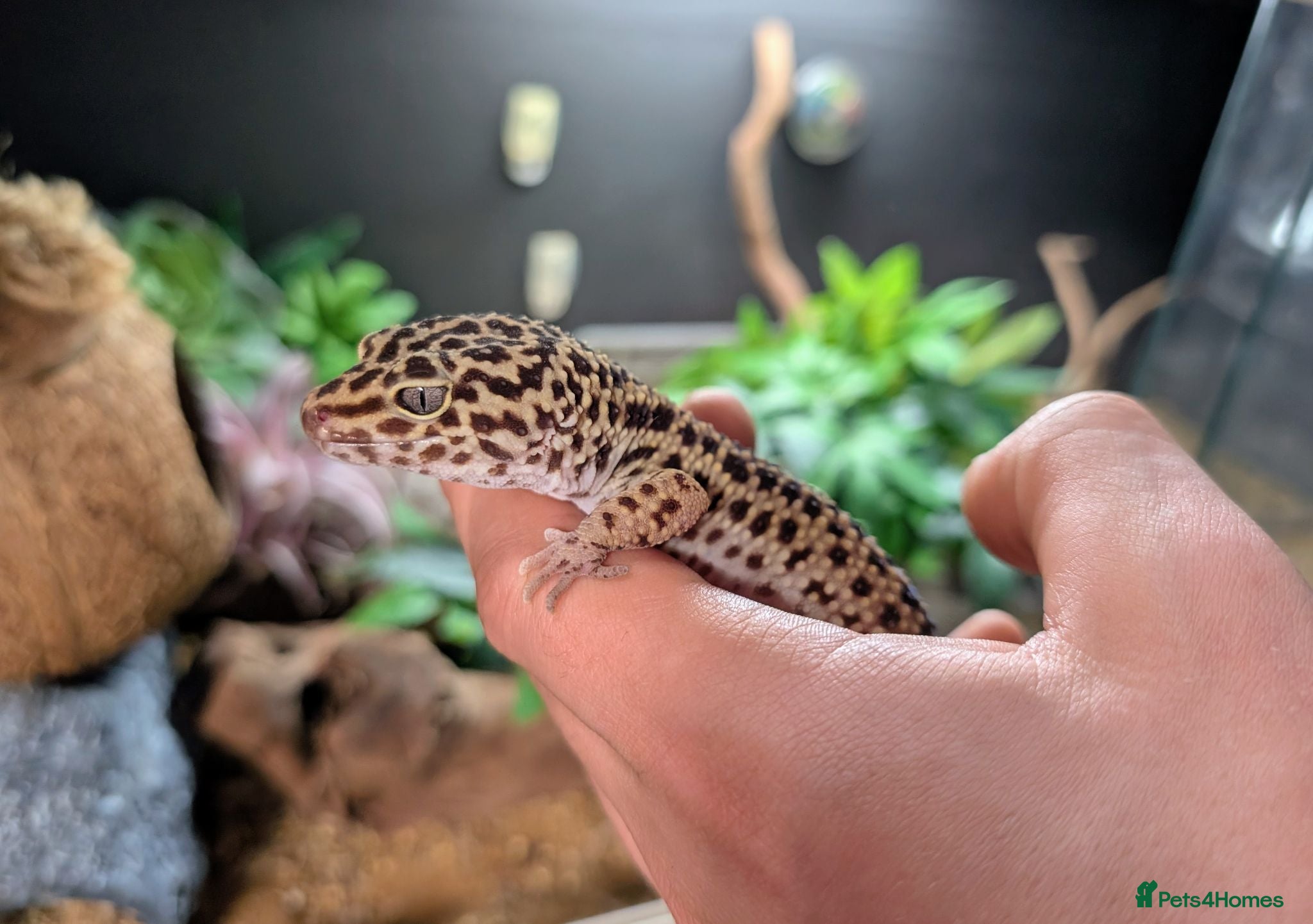 Gecko reptiles Leopard Gecko Male + Enclosure  - Advert 1
