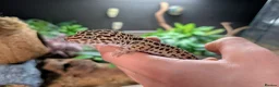 Gecko reptiles for sale: Leopard Gecko Male + Enclosure  - Advert 1
