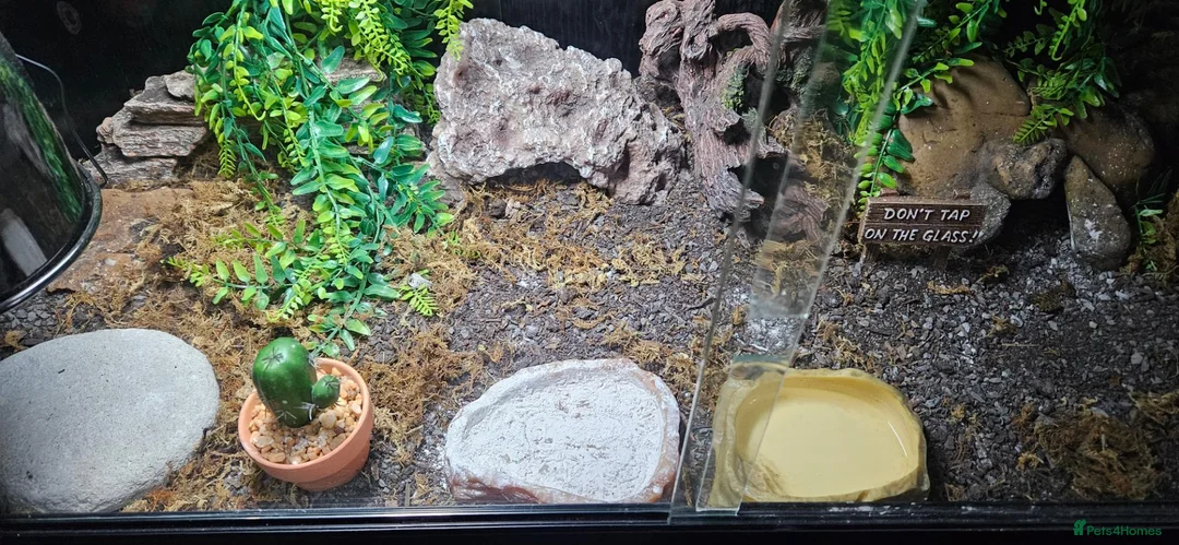 Leopard Gecko reptiles for sale: Leopard gecko with 50 gallon reptile tank. - Advert 2