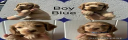 Cocker Spaniel dogs for sale: Cocker spaniel puppies  - Advert 6