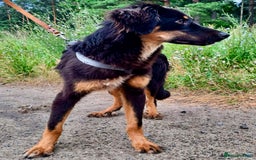 Bearded Collie dogs for adoption: Barney – The Puppy Who Was Left Behind - Image 4