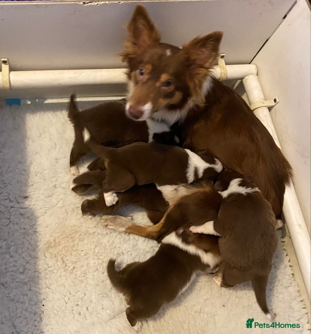 Border Collie dogs for sale: Quality Red, White & Gold Border Collie Pups - Advert 2
