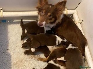Border Collie dogs Quality Red, White & Gold Border Collie Pups - Advert 7