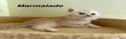 Persian cats for sale: Beautiful Persian Exotic Boy Kittens - Advert 18