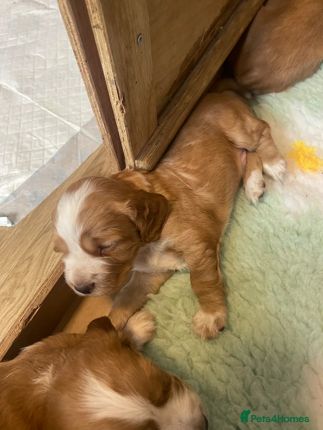 Cocker Spaniel dogs for sale: Cocker Spaniel Pups - working - Advert 2