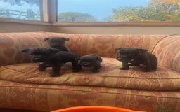 Mixed Breed dogs for sale: Lakeland Patterdale Working lines - Image 9