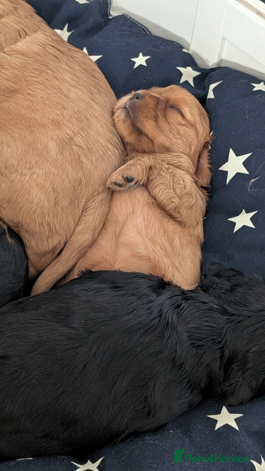 Cavalier King Charles Spaniel dogs for sale: Cavalier King Charles Spaniels beautiful pups - Image 6