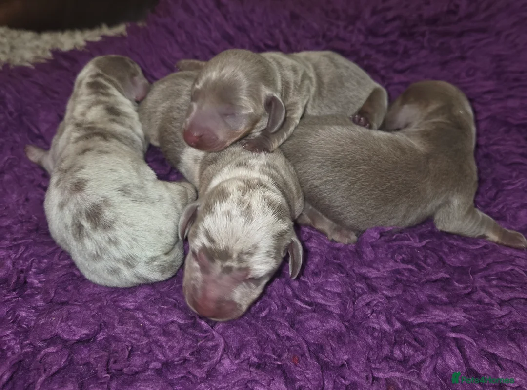Miniature Dachshund dogs for sale: True Quality Minature Dachshunds - Advert 3