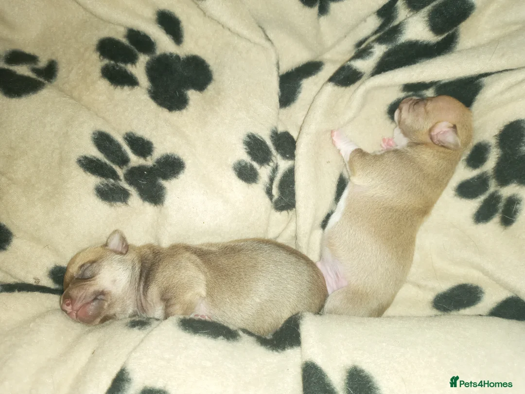 Chihuahua dogs for sale: Chihuahua puppys for sale  - Advert 2